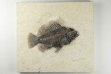 5.1" Beautiful, Fossil Fish (Cockerellites) - Green River Formation - #198096-1